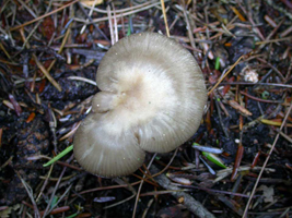 Entoloma lividum – This misshapen cap may have been squeezed between small twigs.